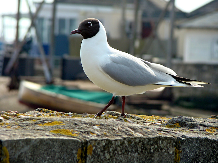 black-headed gull